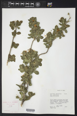 Lonicera albiflora image