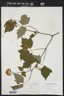 Viburnum australe image