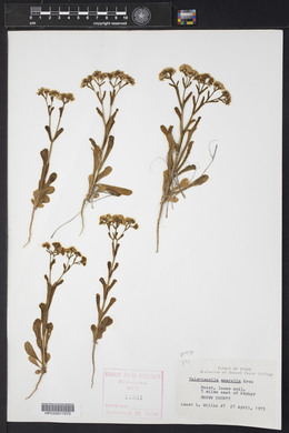 Valerianella amarella image