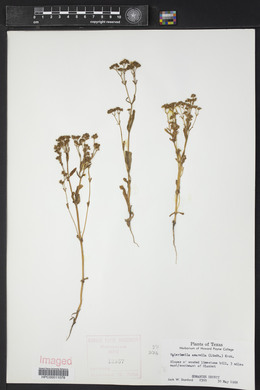 Valerianella amarella image