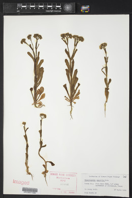 Valerianella amarella image