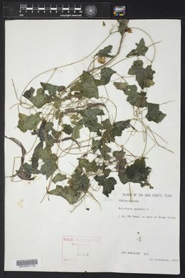 Melothria pendula image