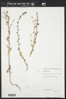 Triodanis perfoliata var. biflora image