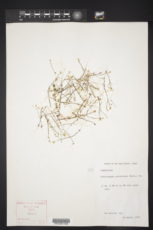 Chaetopappa asteroides image