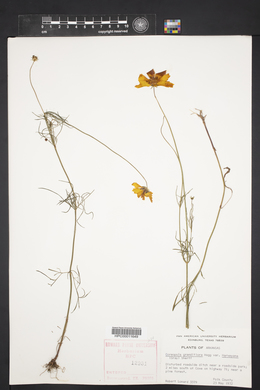 Coreopsis grandiflora image