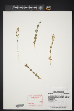 Centaurium pulchellum image