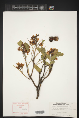 Dermatophyllum secundiflorum image