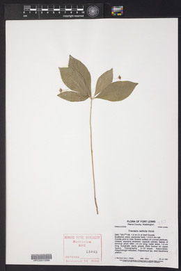 Trientalis latifolia image