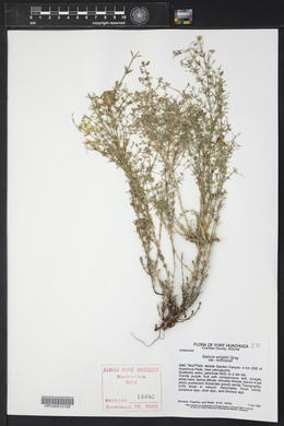 Galium wrightii image