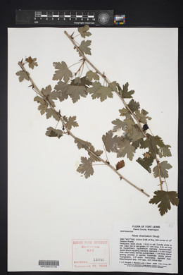 Ribes divaricatum image