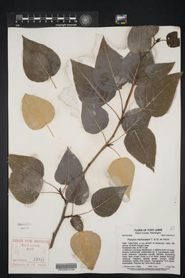 Populus trichocarpa image