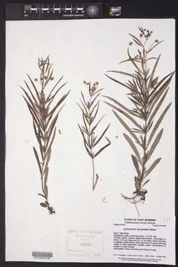 Lysimachia lanceolata image