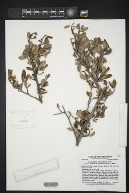 Cercocarpus breviflorus image