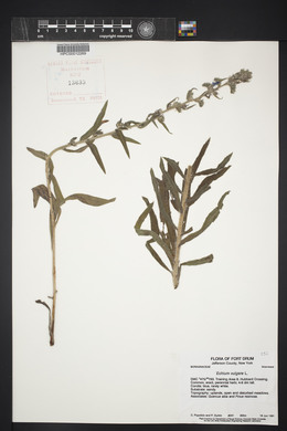 Echium vulgare image