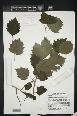 Crataegus flabellata image