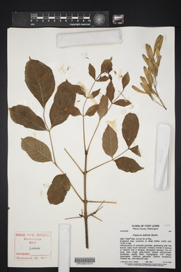 Fraxinus latifolia image