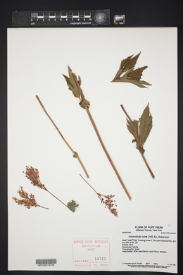 Filipendula rubra image