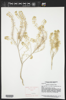 Lepidium montanum image