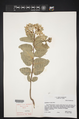 Asclepias viridis image