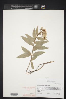 Asclepias asperula image