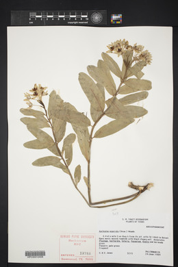 Asclepias asperula image