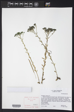 Polygala ramosa image