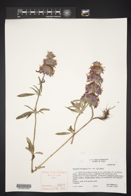 Monarda citriodora image