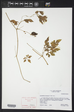 Cyclanthera dissecta image