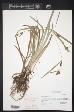 Carex flaccosperma image