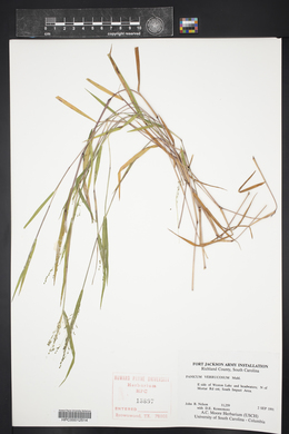 Kellochloa verrucosa image