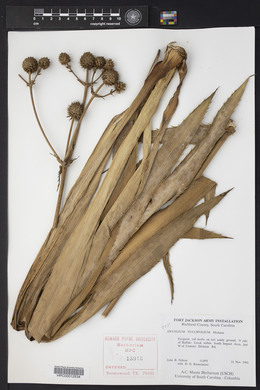 Eryngium yuccifolium image