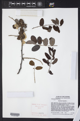 Robinia hispida image