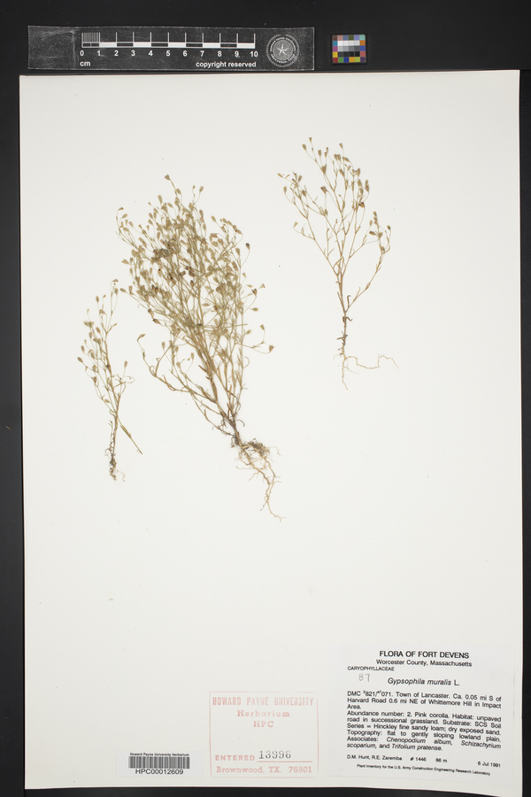 Gypsophila muralis image