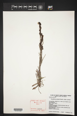 Penstemon jamesii image