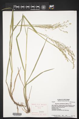 Glyceria canadensis image