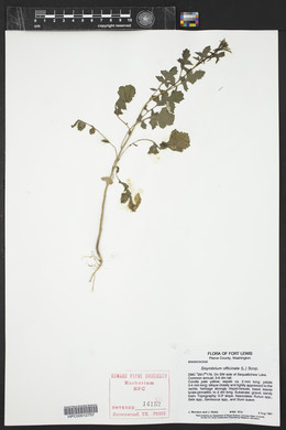 Sisymbrium officinale image