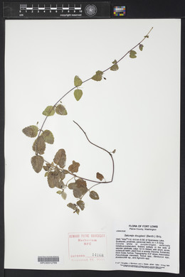 Satureja douglasii image