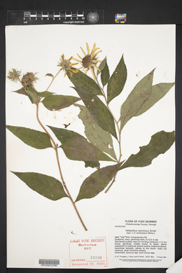 Helianthus resinosus image