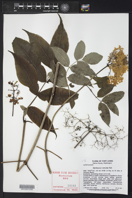 Sambucus cerulea image