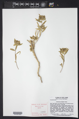 Collomia linearis image