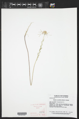 Warea cuneifolia image