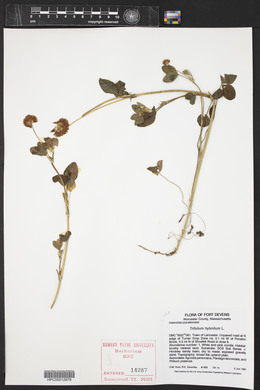 Trifolium hybridum image