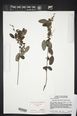 Lespedeza intermedia image