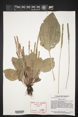 Plantago major image