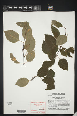 Betula papyrifera var. papyrifera image