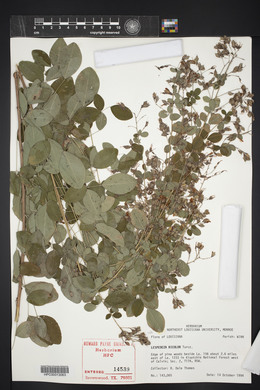 Lespedeza bicolor image