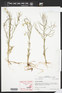 Erysimum repandum image