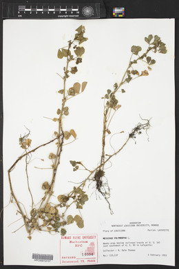 Medicago polymorpha image