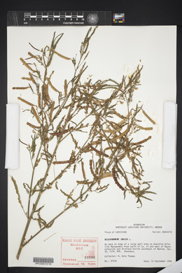 Aeschynomene indica image