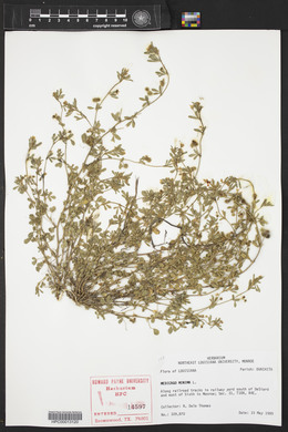 Medicago minima image